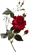 rose image