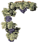grapevine