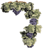 grapevine